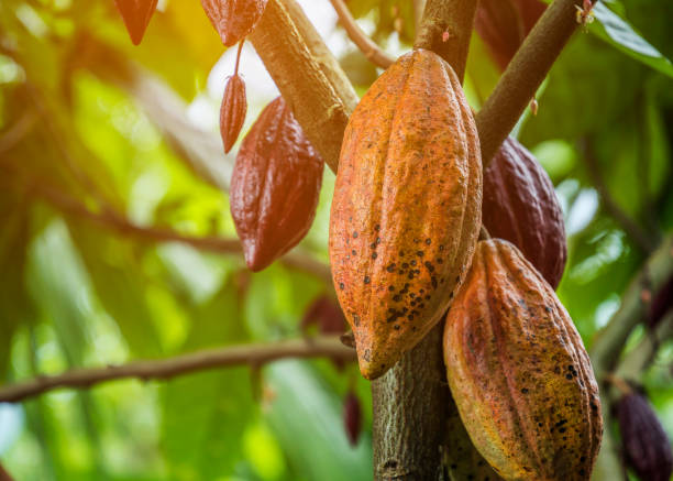 el árbol de cacao con frutas. las vainas de cacao amarillo y verde crecen en el árbol, plantación de cacao en el pueblo nan tailandia. - chocolate beans fotografías e imágenes de stock