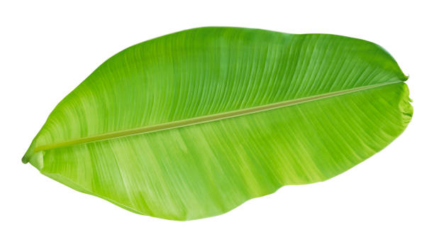 istock Banana foliage isolated on white background with clipping path 1160375827