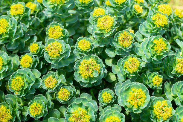 istock Rhodiola rosea blossom by springtime at solar day 1160377511