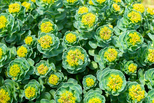 Rhodiola rosea blossom by springtime at solar day.Beautiful green background