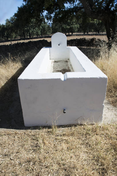 istock Cattle trough painted white and restored 1160377648