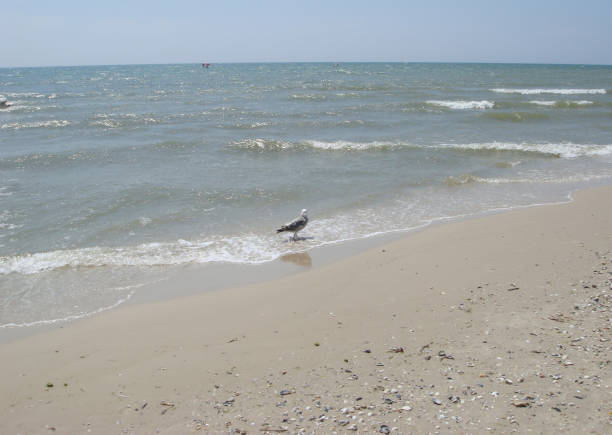 istock Blue sky sandy beach, blue sea and seagull. 1160378666