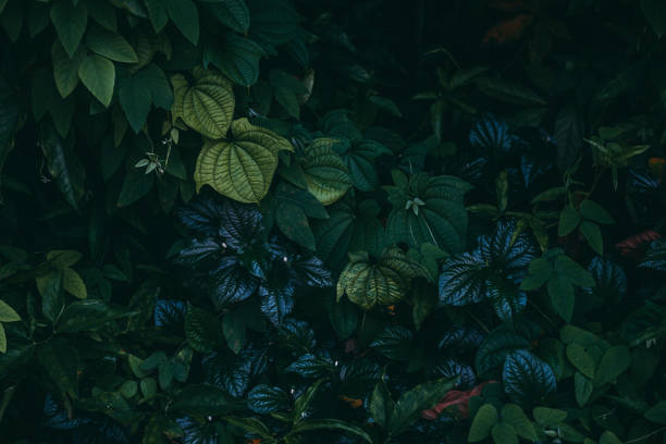Jungle Leaves Background Stock Photo - Download Image Now - Backgrounds, Leaf, Dark - iStock Jungle Leaves Background Stock Photo - Download Image Now - Backgrounds, Leaf, Dark - iStock