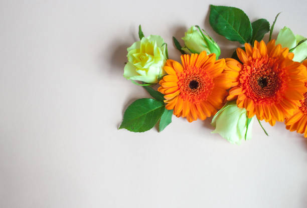 istock Gerbera flowers and roses. 1160380478