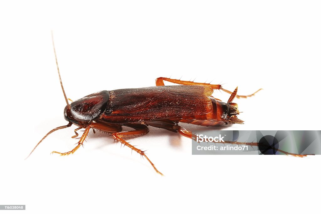 Cockroach 01  Cockroach Stock Photo