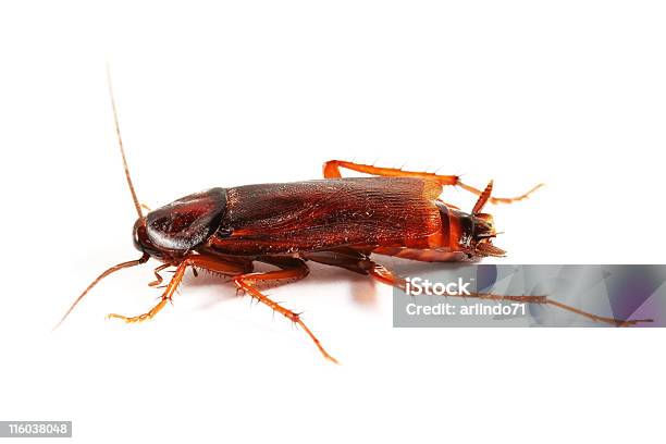 Cockroach 01 Stock Photo - Download Image Now - Cockroach, White Background, Close-up