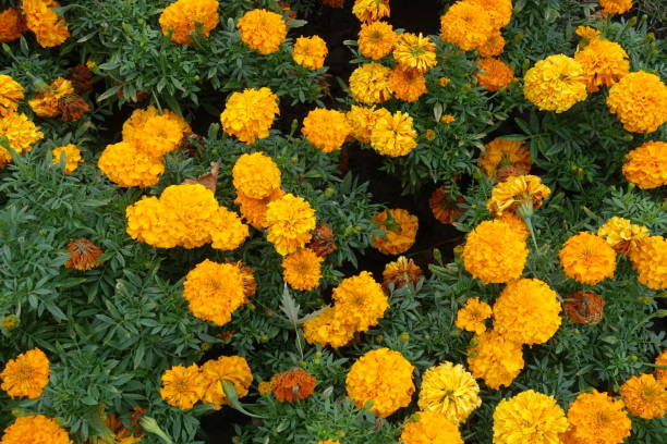 istock Shot of Tagetes erecta with orange flowers from above 1160381580