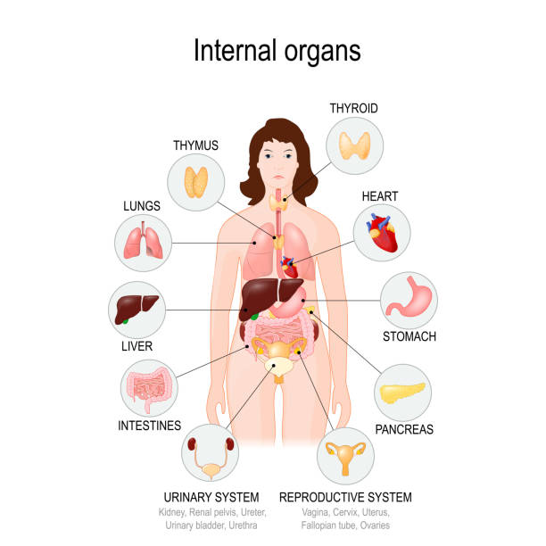 illustrations, cliparts, dessins animés et icônes de organes internes du corps humain. - human muscle the human body anatomy body