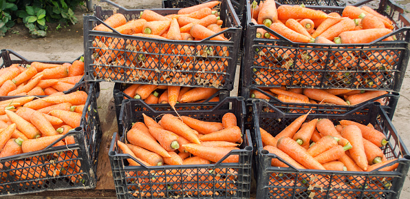 Freshly harvested carrots in boxes. Eco friendly vegetables ready for sale. Summer harvest. Harvesting. Agriculture. Farming. Agro-industry. Organic, bio carrot. Seasonal work. Ukraine, Kherson region