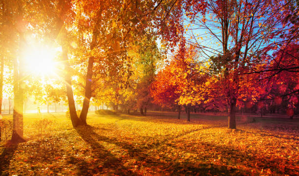 istock Autumn Landscape. Fall Scene. Trees and Leaves in Sunlight Rays 1160383007