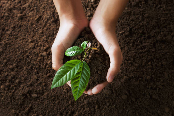istock top view hand holding young tree on soil background for planting in garden 1160385312