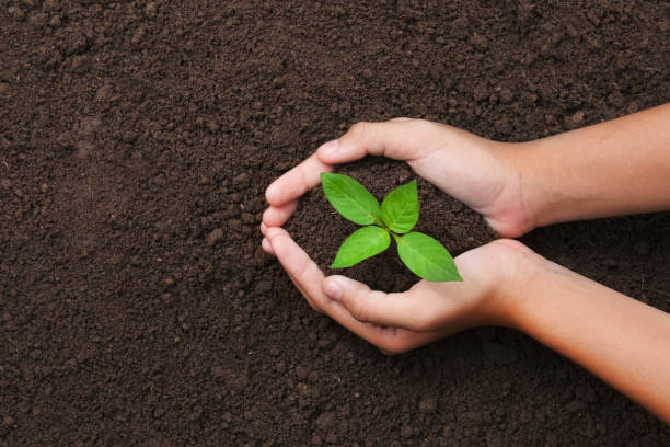 istock top view hand holding young tree on soil background for planting in garden 1160385350