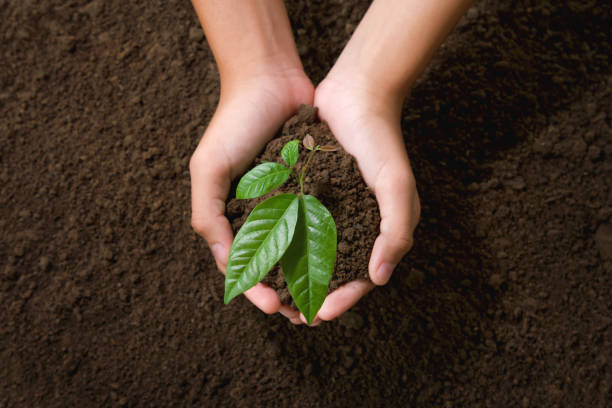 istock top view hand holding young tree on soil background for planting in garden 1160385423
