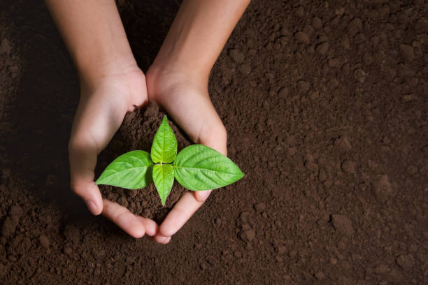 istock top view hand holding young tree on soil background for planting in garden 1160385425