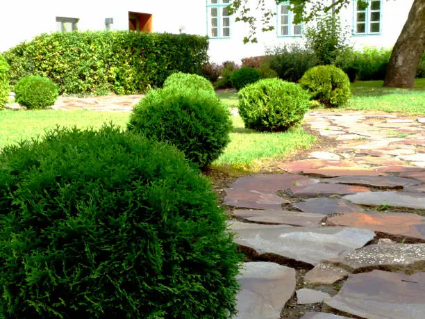 pleasant green garden path with small ball shaped evergreen shrubs and mid size green hedge in the background and red color rustic stone paving with large uneven gravel joints. white stucco behind.
