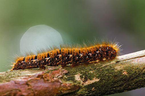 Hairy caterpiller walking on a branch