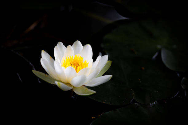 istock Portrait of a waterlily 1160385949