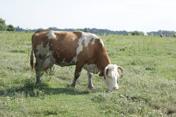 istock Wild and domestic Cows 1160385978