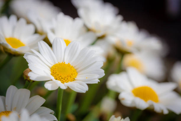 marguerite flowers in close up, macro from beneath