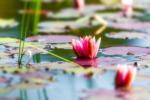 Portrait of a pink waterlily in a calm pond