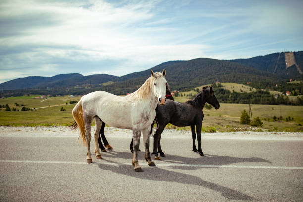 istock Horses on the road 1160388042