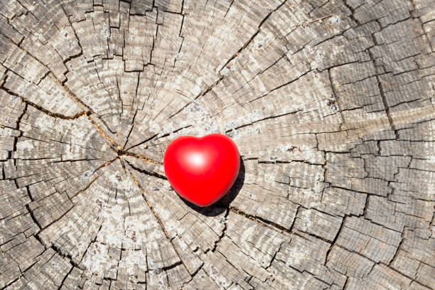 red heart on an old tree stump - new life