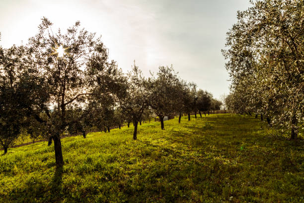 istock Olive trees in the croatian countryside 1160388410