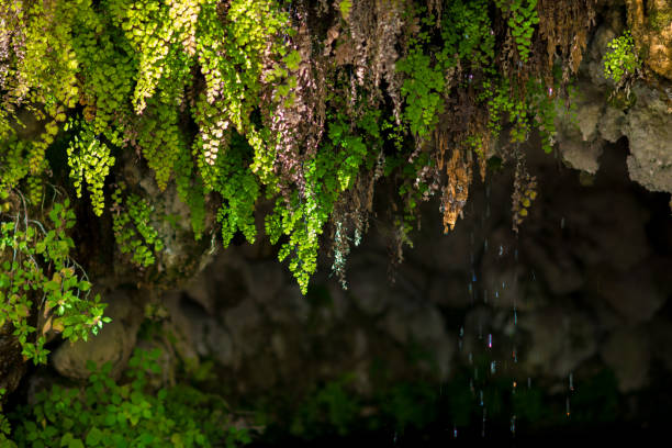 Fern leaves with dripping water in a small cool cave