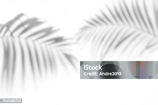 istock Shadows from palm trees on a white wall 1160388753