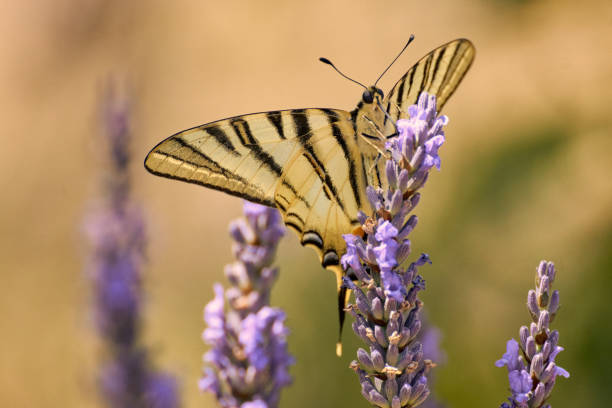 istock Scarce Swallowtail on lavender - Iphiclides podalirius 1160389487