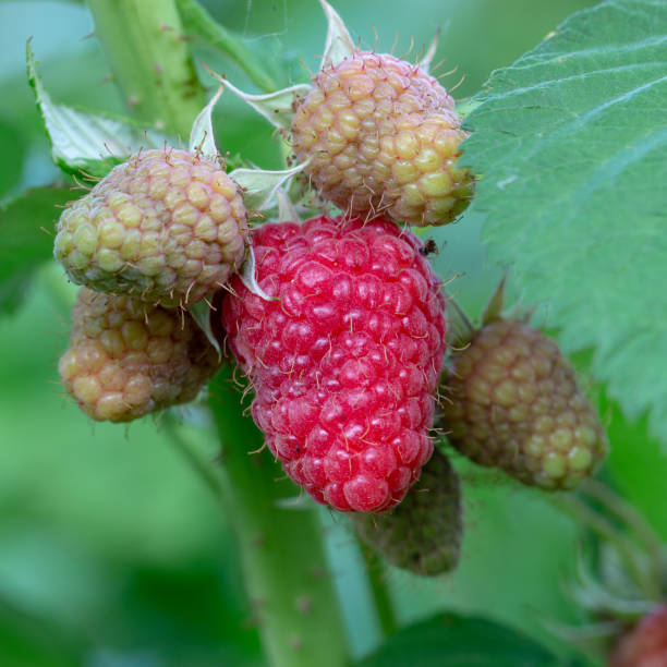 istock Strewed raspberry berries on a green branch on a warm summer day. 1160389642