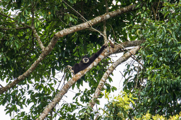 istock Common gibbon, White-handed gibbon 1160389818