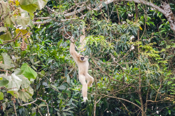 istock Common gibbon, White-handed gibbon 1160389865