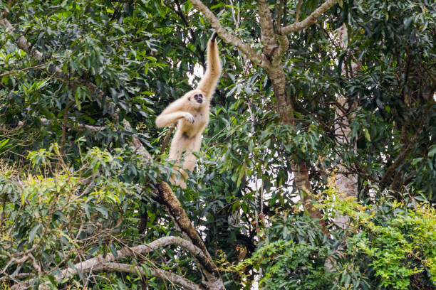 istock Common gibbon, White-handed gibbon 1160389883