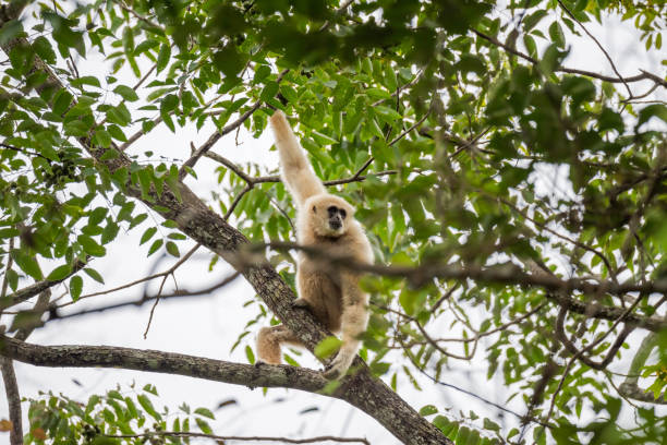 istock Common gibbon, White-handed gibbon 1160389900