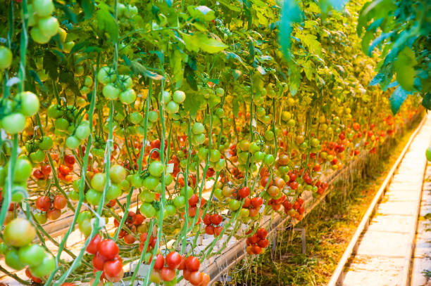 istock Ripe tomato plant growing in greenhouse 1160390607