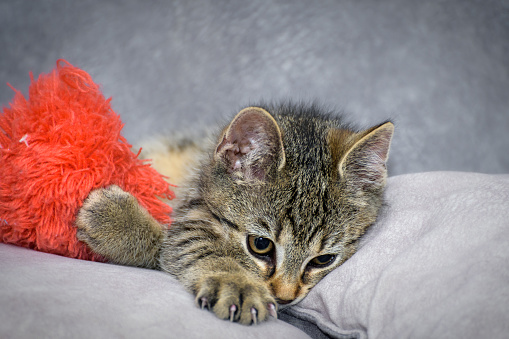 a tiny kitten is playing on the home sofa with orange pompon.
Portrait with a small depth of field. Close-up photo.