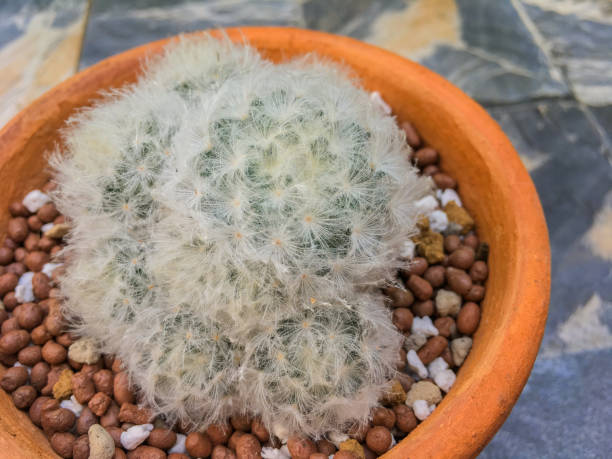 istock Mammillaria Plumosa close up 1160395561