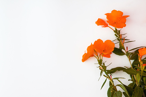 Buttercup flowers