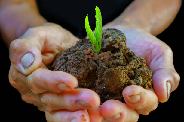 istock Plant in Hands. Ecology Concept 1160396278