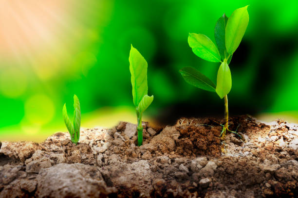 istock Tree growth three steps in nature and beautiful morning lighting 1160396832