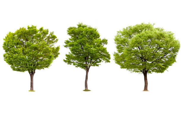 istock Isolated of tree collection on white background and clipping path for ecology decoration website and magazine.- Image. 1160397478