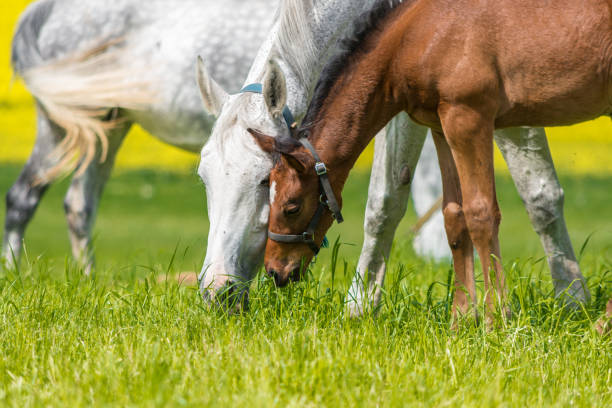 horses - gray horse mare and foal on pasture with rape field
