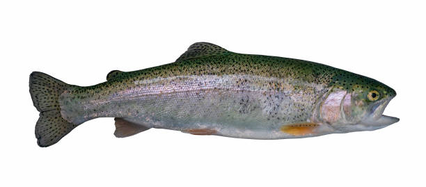 istock Rainbow trout salmon fish isolated on white background 1160398058