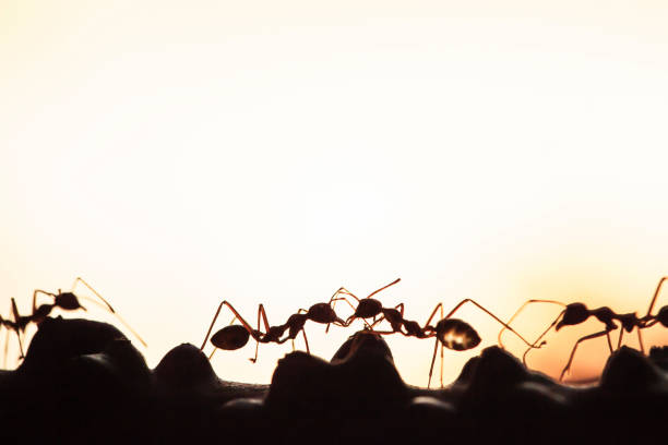 istock A colony of Green Ants having a conversation on the vine. 1160399255