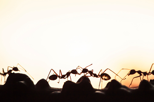A colony of Green Ants having a conversation on the vine, abstract transparent of shape of ants at dusk, blur sunset background. Silhouette, selective focus. Social concept.