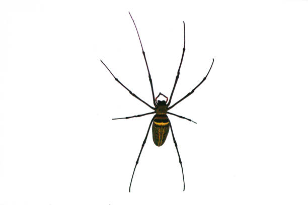 Spider on isolated white background.Argiope bruennichi spider