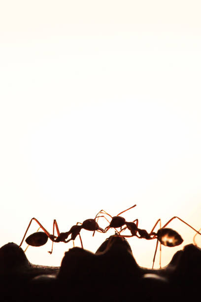istock Couple Green Ants having a conversation on the vine. 1160399380