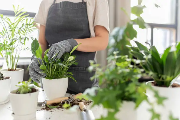 Close-up of woman hands tenderly touching white pots with exotic sprout. Cute model in gardener uniform repotting green home flowers. Gardening concept