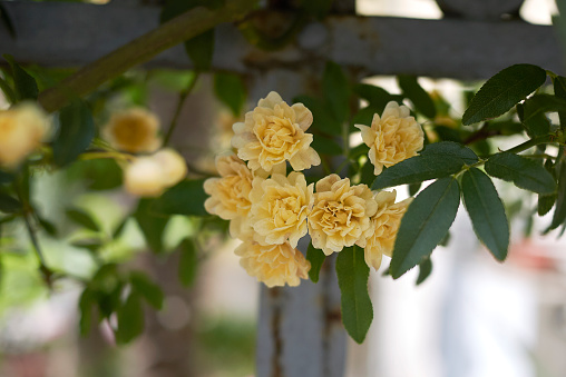 Peach pink roses blooming in country garden